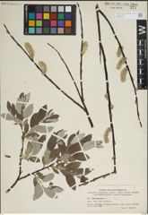 Foto von Salix lapponum L.